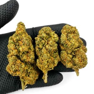 BLUEBERRY MUFFIN CBD - Interior - Imagen 2
