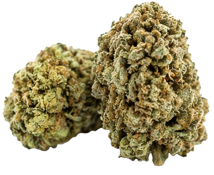 super skunk - greenhouse