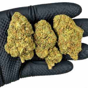 Candy Melon - Invernadero - Imagen 2